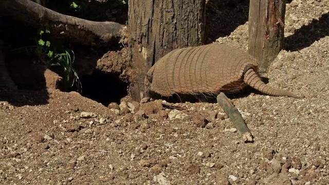 “黄色或六边犰狳，euphractus sexcinctus，两人实时站在洞穴入口”视频素材