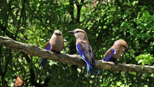 “蓝腹辊，coracias cyanogaster, Group standing on Branch, Real Time”视频素材