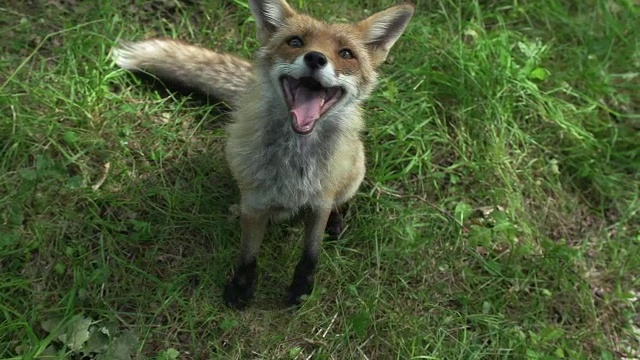 “红狐狸，vulpes vulpes，成人，诺曼底，实时”视频素材