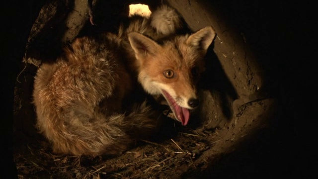 " Red Fox, vulpes vulpes, Female standing in Den，诺曼底，Real Time "视频素材