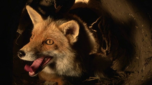 " Red Fox, vulpes vulpes, Female standing in Den，诺曼底，Real Time "视频素材