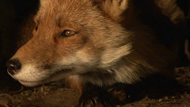 " Red Fox, vulpes vulpes, Female standing in Den，诺曼底，Real Time "视频素材