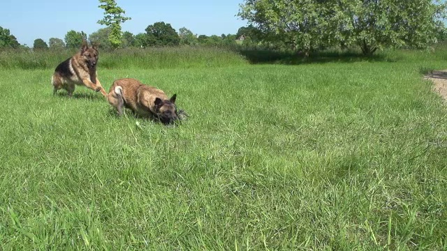 “马利诺牧羊犬或比利时牧羊犬母和德国牧羊犬公，在诺曼底的草地上玩玩具，慢镜头”视频素材