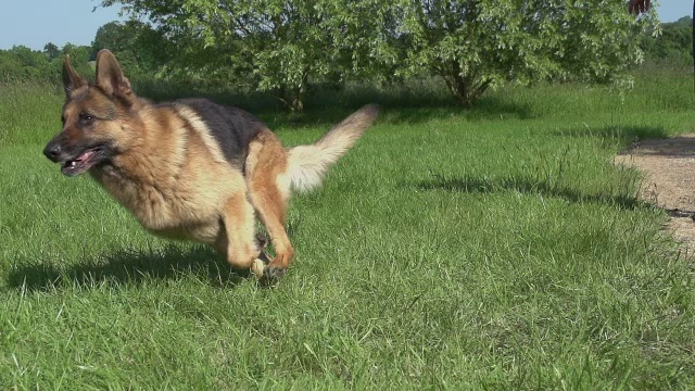 家犬，德国牧羊犬，男性在诺曼底的草地上奔跑，慢镜头视频素材