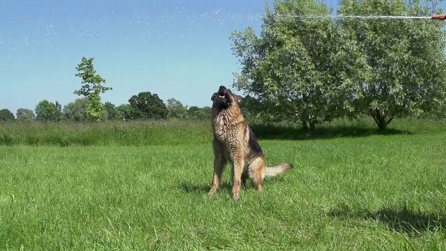 “家犬，德国牧羊犬，男性玩耍和喝水，诺曼底，慢镜头”视频素材