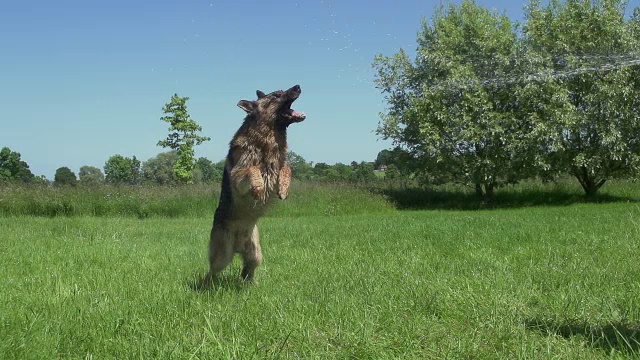 “家犬，德国牧羊犬，男性玩耍和喝水，诺曼底，慢镜头”视频素材