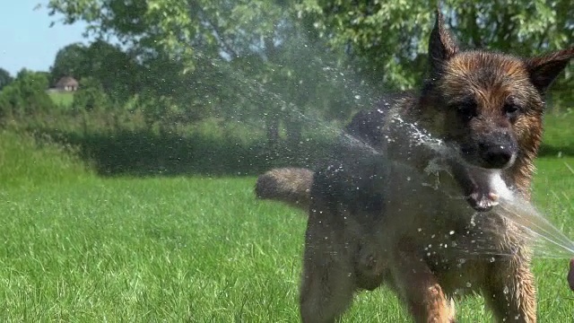 “家犬，德国牧羊犬，男性玩耍和喝水，诺曼底，慢镜头”视频素材