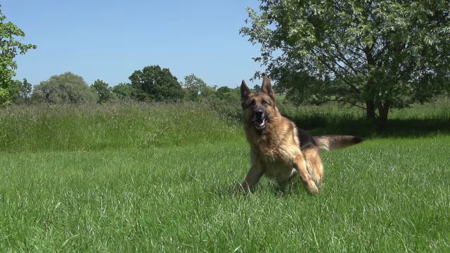 家犬，德国牧羊犬，男性在草地上奔跑，玩耍，诺曼底，慢镜头视频素材