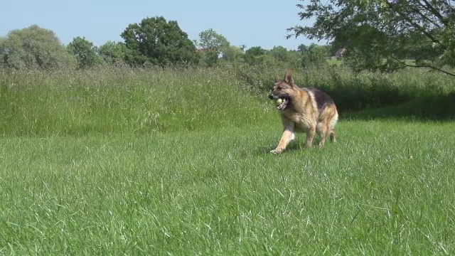 家犬，德国牧羊犬，男性在草地上奔跑，玩球，诺曼底，慢镜头视频素材