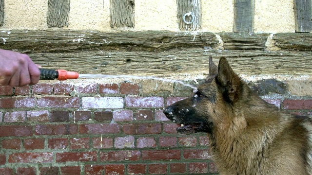 “家犬，德国牧羊犬，男性玩耍和喝水，诺曼底，慢镜头”视频素材