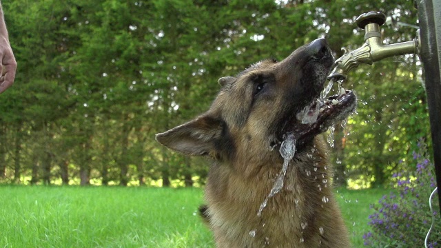 “家犬，德国牧羊犬，男性在喝水，录像带，诺曼底，慢镜头”视频素材