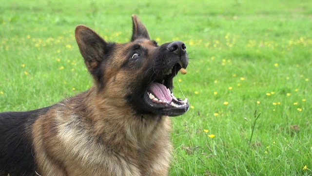 “家犬，德国牧羊犬，男性吃干粮，诺曼底，慢镜头”视频素材