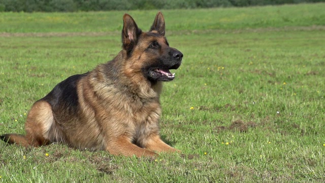 家犬，德国牧羊犬，雄性狂吠，诺曼底，慢镜头视频素材