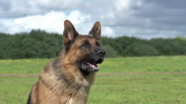 家犬，德国牧羊犬，雄性狂吠，诺曼底，慢镜头视频素材