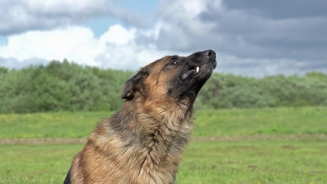 家犬，德国牧羊犬，雄性狂吠，诺曼底，慢镜头视频素材