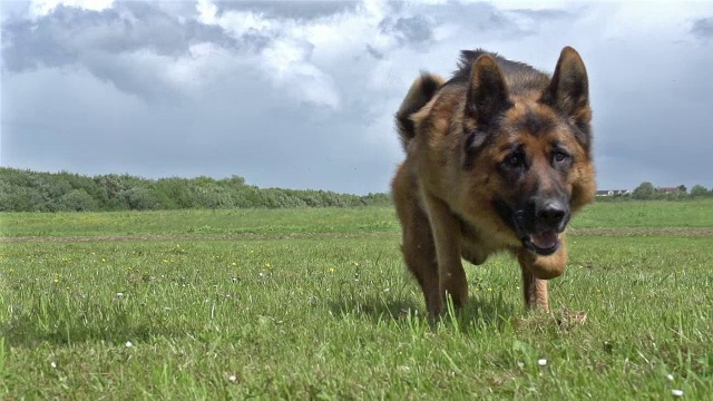 家犬，德国牧羊犬，男性在诺曼底的草地上奔跑，慢镜头视频素材