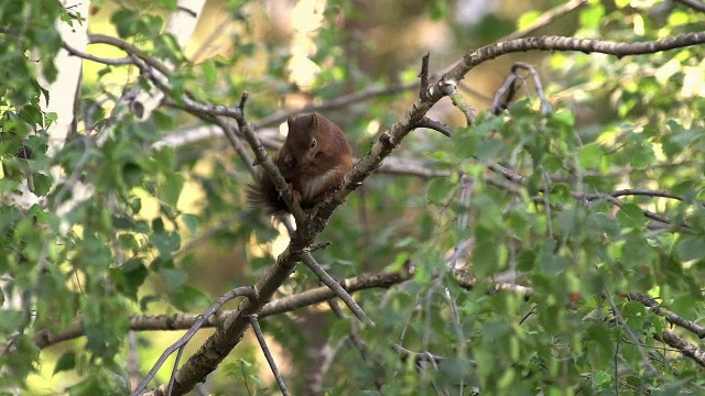 “红松鼠，寻常sciurus，成年挠痒，梳理毛发，法国奥弗涅，实时报道”视频素材