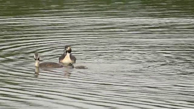 “大冠毛鸊鸱，podiceps cristatus，与池塘上的幼鸟配对，在法国东南部的Dombes，实时拍摄”视频素材