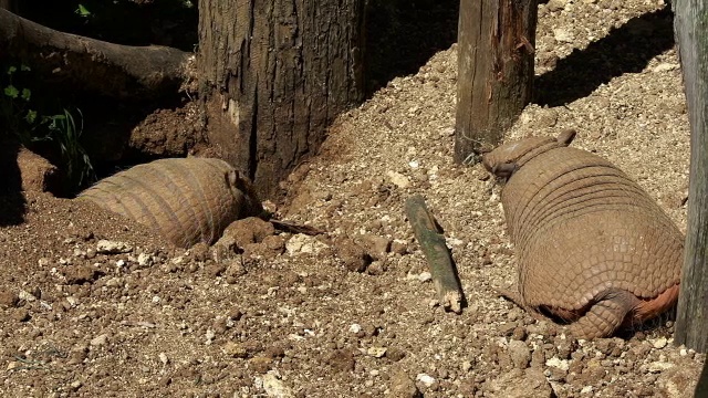 “黄色或六边犰狳，euphractus sexcinctus，两人实时站在洞穴入口”视频素材