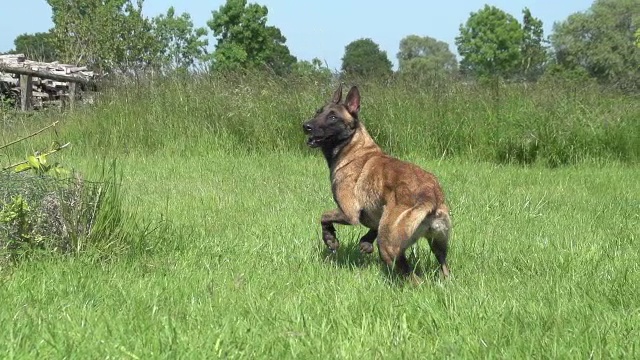 “马利诺犬或比利时牧羊犬，女性在诺曼底的草地上玩耍，慢镜头”视频素材