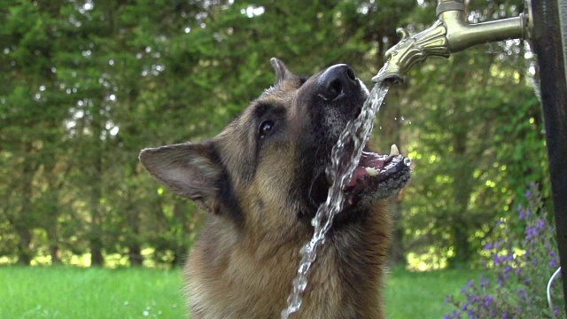 “家犬，德国牧羊犬，男性在喝水，录像带，诺曼底，慢镜头”视频素材