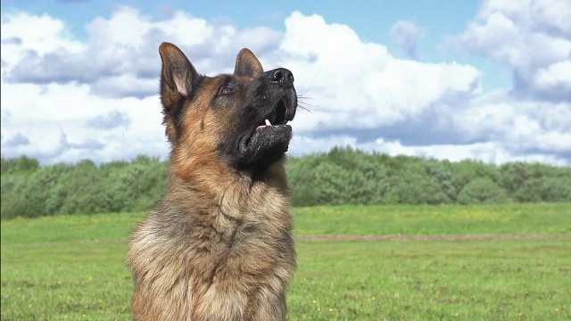 家犬，德国牧羊犬，男性肖像，诺曼底，慢镜头视频素材