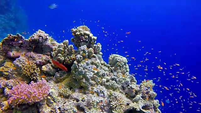 在红海潜水-水下珊瑚礁上的海洋生物视频素材