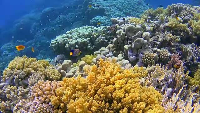 红海/埃及丰富多彩的海洋生物礁和大量的鱼视频素材