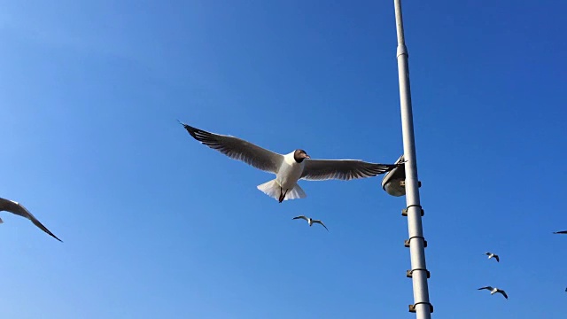 海鸥在蓝天上飞翔视频素材