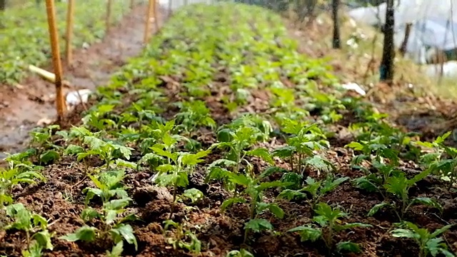 花园用水龙带喷洒有机蔬菜视频素材