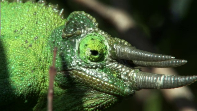 杰克逊的变色龙(Trioceros jacksonii)在夏威夷四处张望视频素材