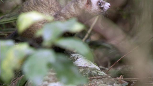 野生雪貂(Mustela furo)在森林里觅食，新西兰视频素材