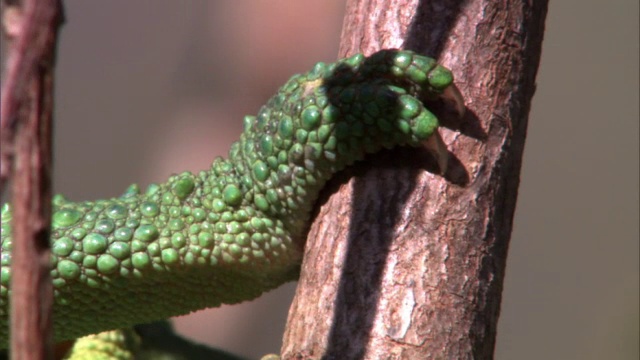 杰克逊的变色龙(Trioceros jacksonii)在夏威夷的树枝上视频素材