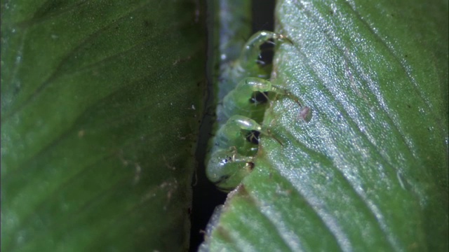 夏威夷，肉食性毛虫(hypposmocoma sp)吃树叶视频素材