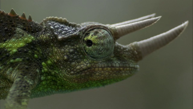 杰克逊的变色龙(Trioceros jacksonii)在夏威夷四处张望视频素材