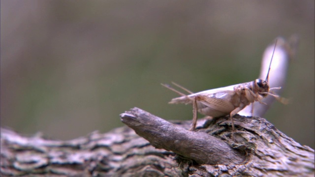 杰克逊的变色龙(Trioceros jacksonii)在夏威夷捕捉板球视频素材