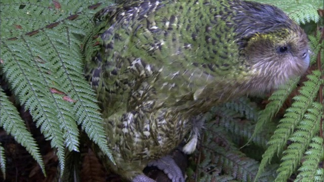 在新西兰Codfish岛的灌木丛中，鸮鹦鹉(Strigops habroptilus)用喙装饰视频素材