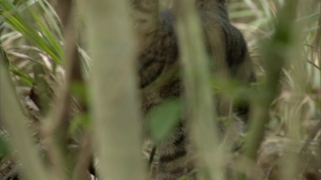 野猫(Felis catus)在森林中狩猎，新西兰视频素材