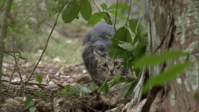 野猫(Felis catus)猛扑在森林，新西兰视频素材