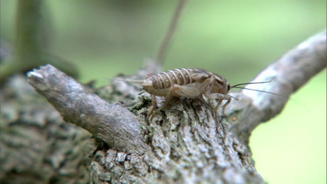 杰克逊的变色龙(Trioceros jacksonii)在夏威夷捕捉板球视频素材