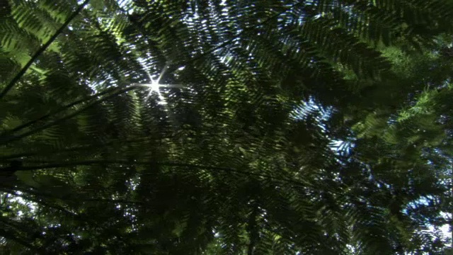 在新西兰Waipoua森林的蕨类植物(Cyathea sp)下追踪视频素材