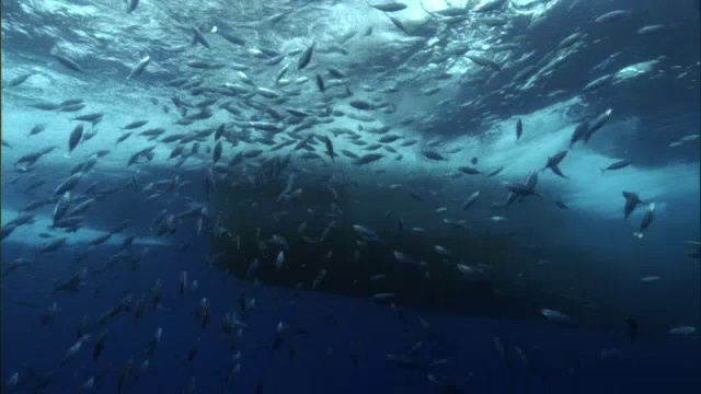 所罗门群岛渔船附近的鲣鱼(Katsuwonus pelamis)鱼群视频素材