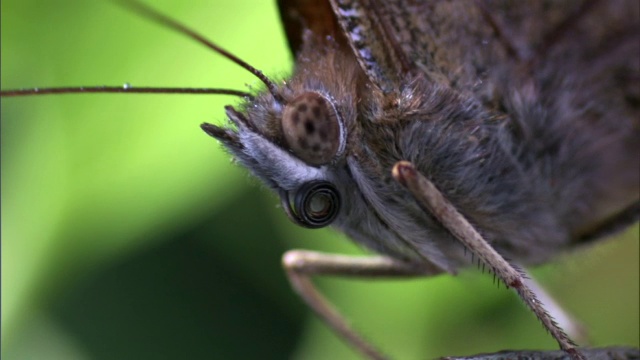 卡米哈米哈蝴蝶(Vanessa tame ameamea)起飞，夏威夷视频素材