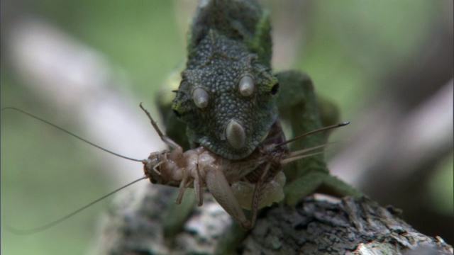 杰克逊的变色龙(Trioceros jacksonii)在夏威夷捕捉板球视频素材