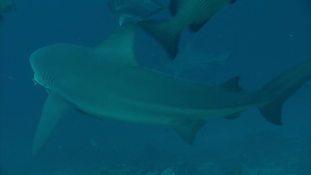 牛鲨(Carcharhinus leucas)游过珊瑚礁，斐济视频素材