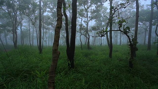 雾雨林视频素材