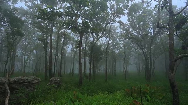 雾雨林视频素材