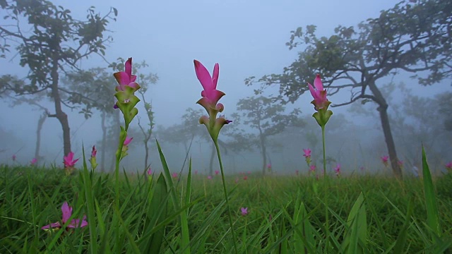 迷雾雨林中的暹罗郁金香视频素材