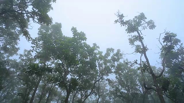 雾雨林视频素材