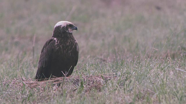 沼泽猎兔犬视频下载